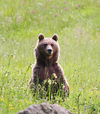 Female Bear in Slovenia